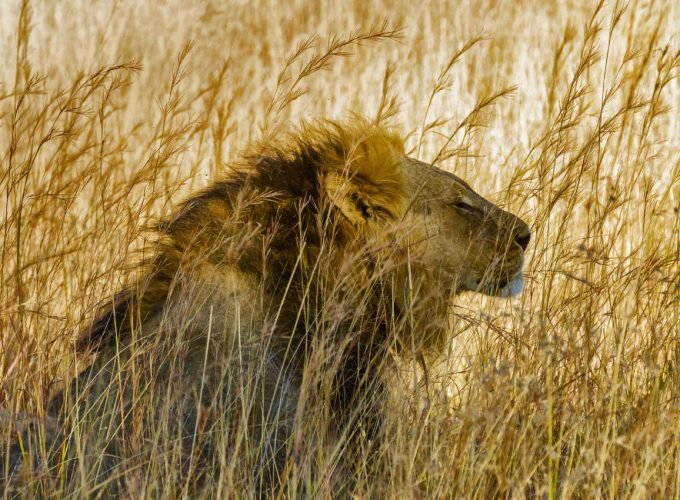 <h1 style='font-size:18px;'>Zimbabwe 3 Stars Safari</h1><H2 style='color:#5E6D77;font-size:14px;'>6 Day journey to Hwange National Park and Victoria Falls, includes hotels & tour guide </H2>