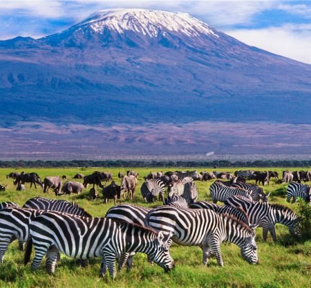 <h1 style='font-size:18px;'>Kenya 5 Stars Safari</h1><H2 style='color:#5E6D77;font-size:14px;'>5 Day in safari visiting Tsavo West National Park and Amboseli National Park, includes hotels & tour guide </H2>